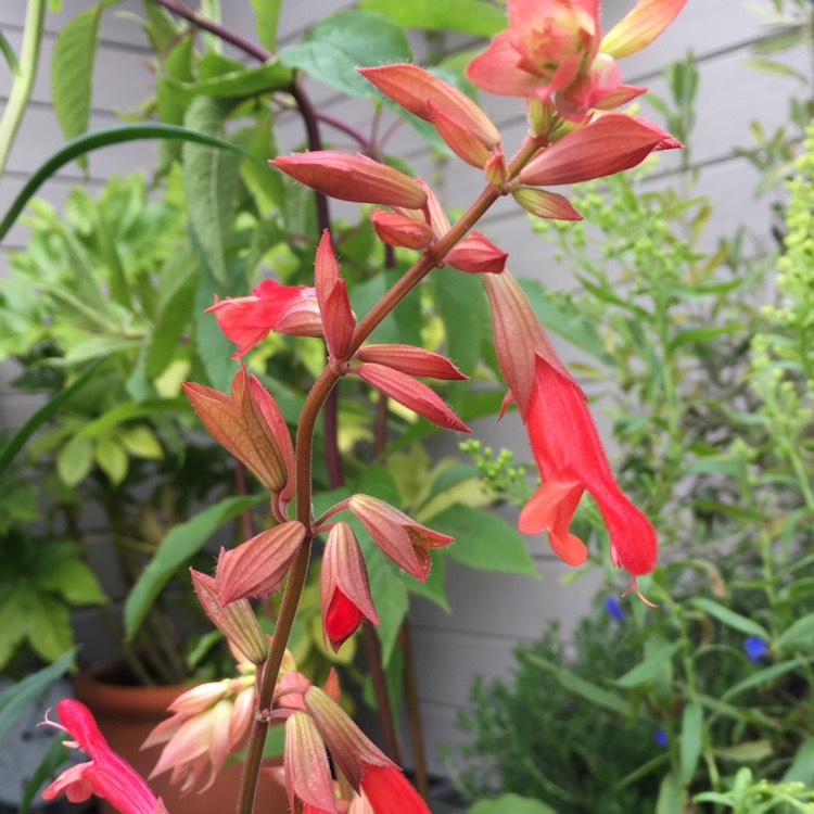 plant image 1345028