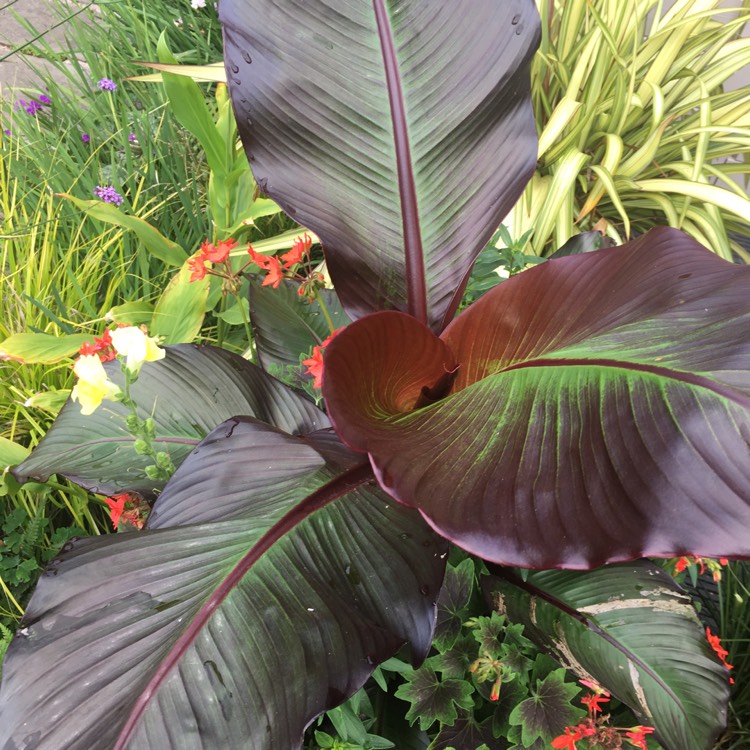 plant image 1374651 plant image 1374651