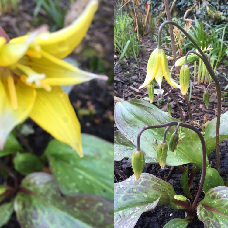 plant image 1458789