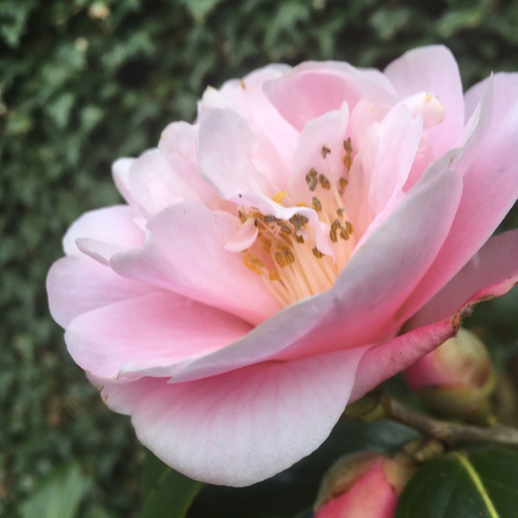 Plant image Camellia 'Ack-Scent'