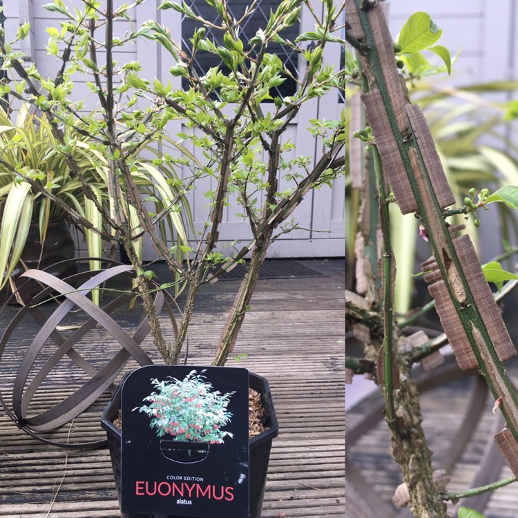 Plant image Euonymus alatus