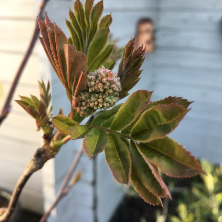 plant image 1464535