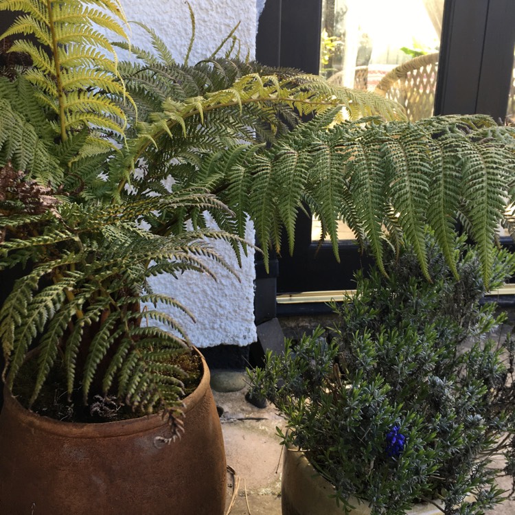 plant image 1464545