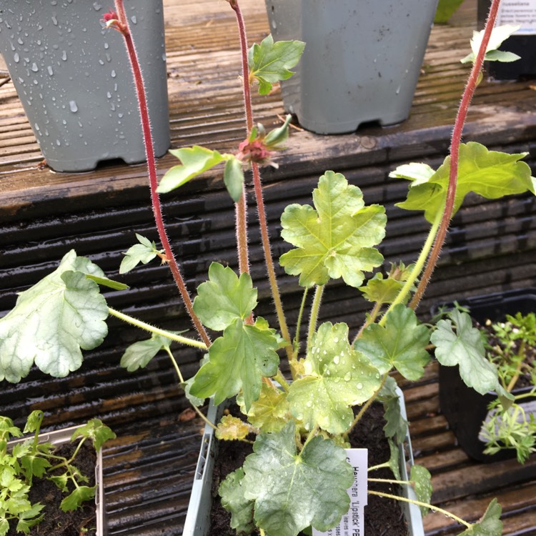 Plant image Heuchera 'Lipstick'