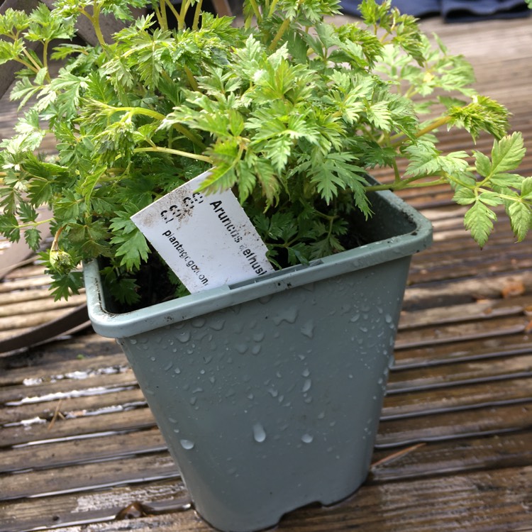 Plant image Aruncus aethusifolius syn. Aruncus dioicus var. aethusifolius