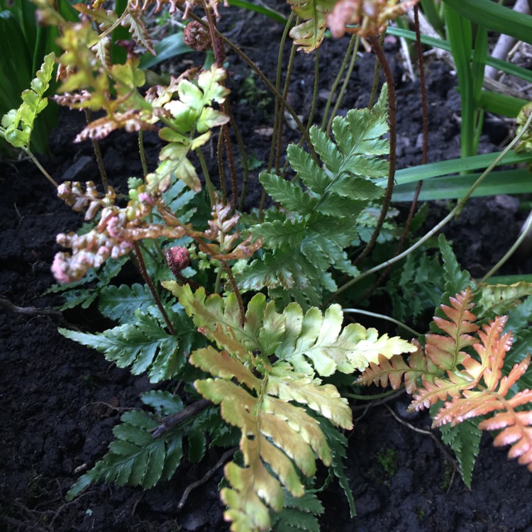 Plant image Dryopteris erythrosora 'Brilliance'