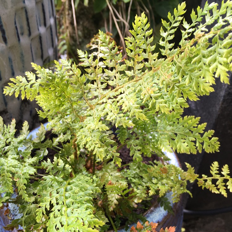 plant image 1473101