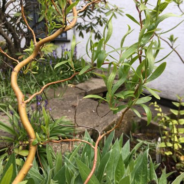 Salix matsudana