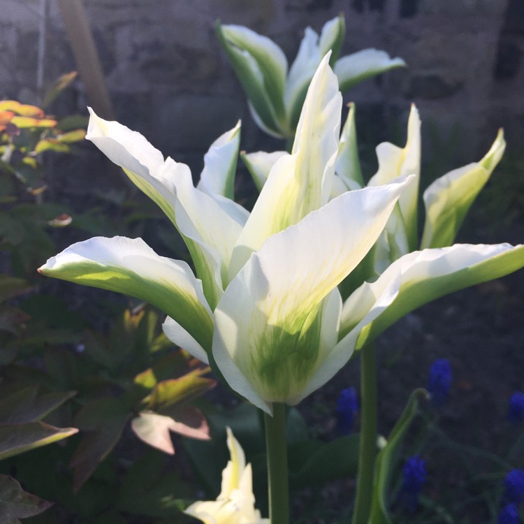 plant image 1473770