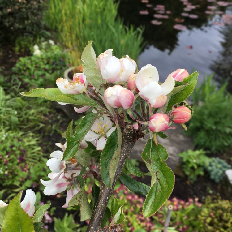 plant image 1476479