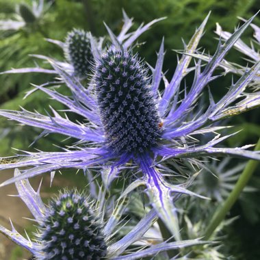 Eryngium x zabelii 'Big Blue'