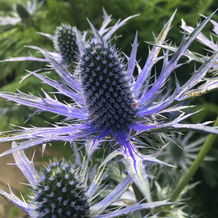 plant image 1511277 plant image 1511277