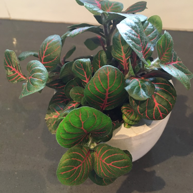 Plant image Fittonia agyroneura 'Mini Red Vein'