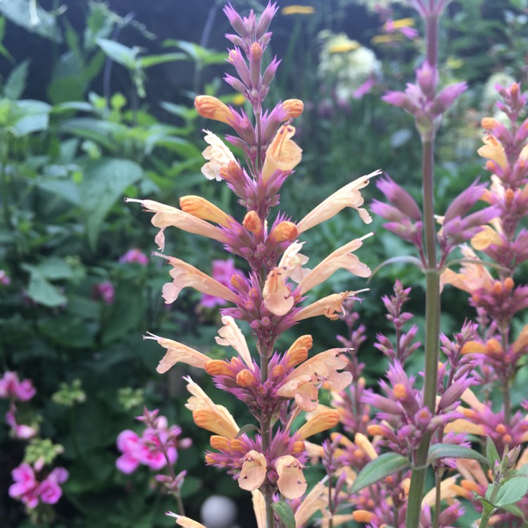 Plant image Agastache 'Peachy Keen'