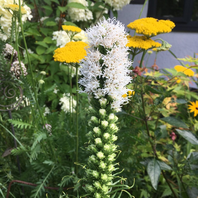 Plant image Liatris spicata 'Alba'
