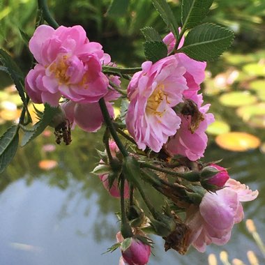 Rosa 'Chewramb' syn. Rosa 'Little Rambler'