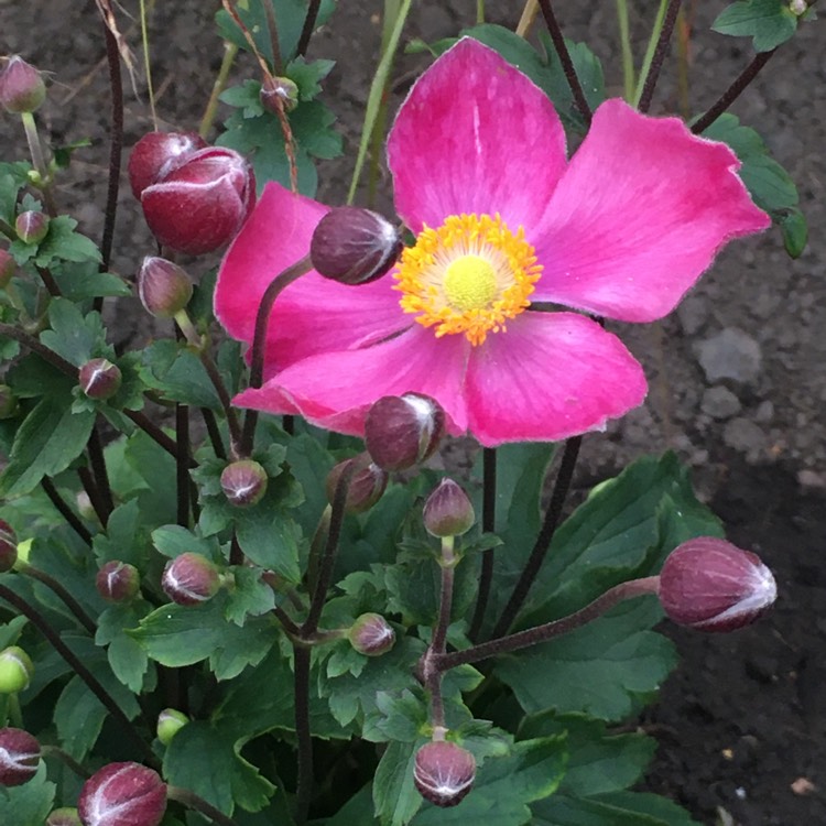 Plant image Anemone x hybrida 'Pink Kiss'