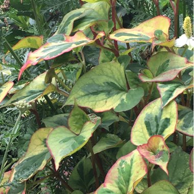 Houttuynia cordata