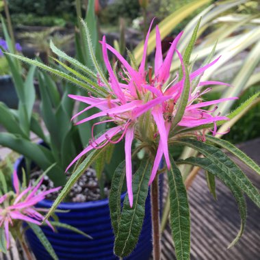 Rhododendron Stenopetalum ‘Linearifolium'