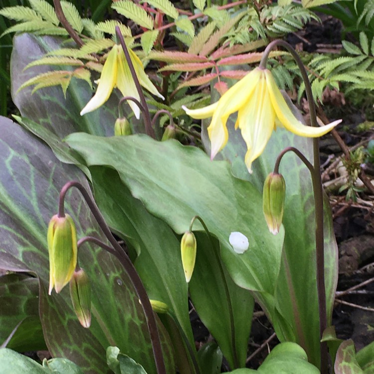 plant image 1576028