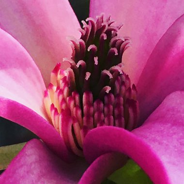 Magnolia 'Susan'