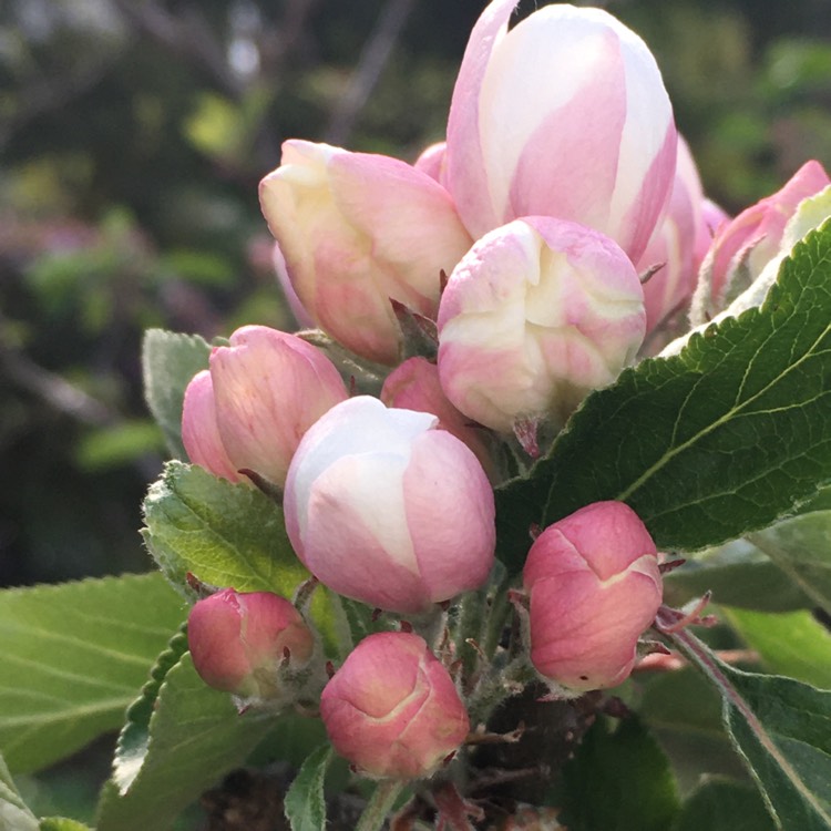 plant image 1579397