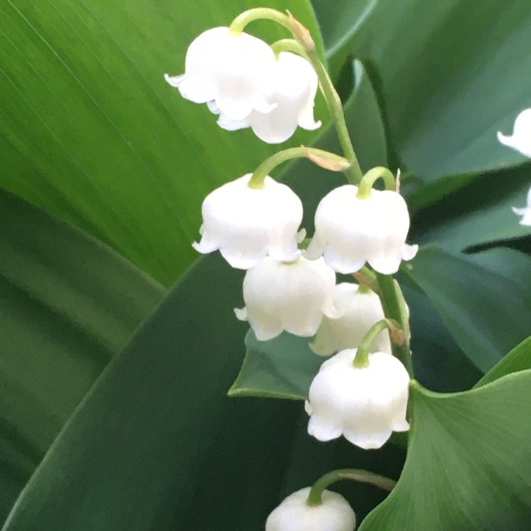 plant image 1590865