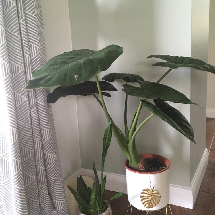 Plant image Alocasia Wentii
