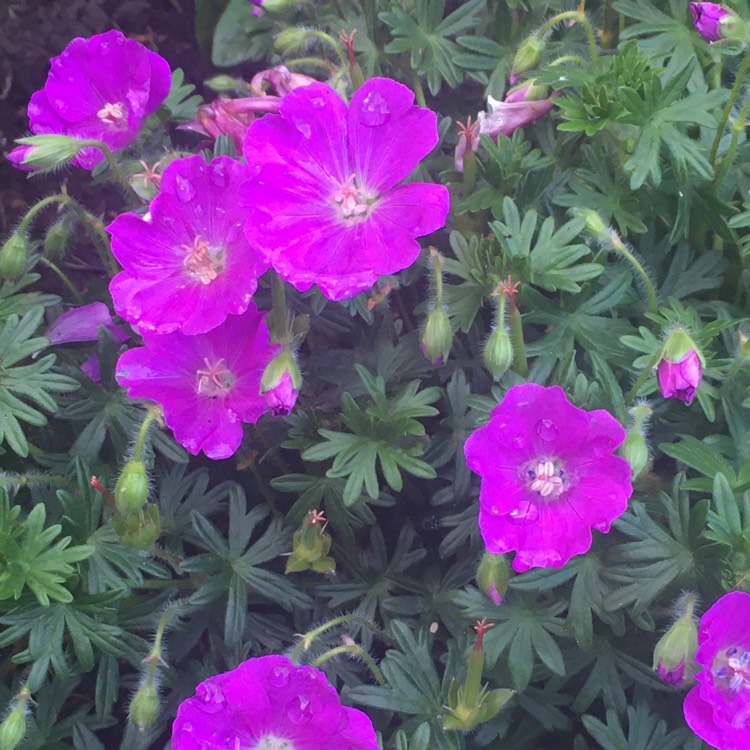 Plant image Geranium sanguineum 'Max Frei'