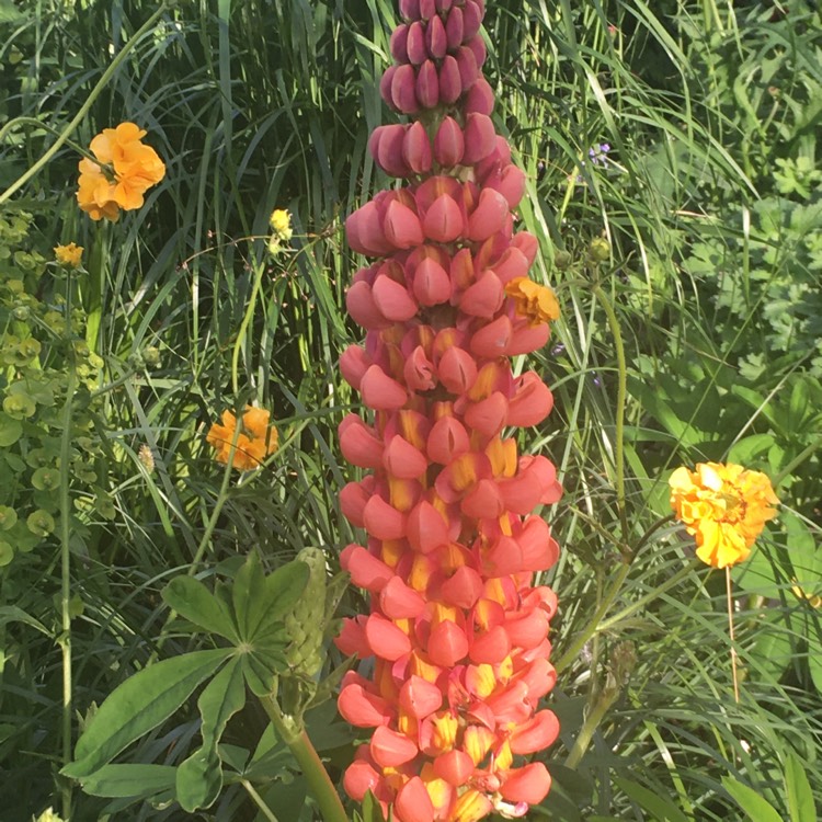 Plant image Lupinus 'Terracotta'