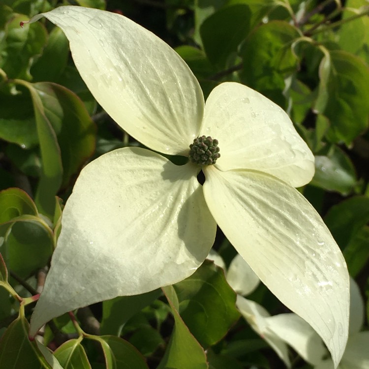plant image 1599305