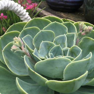 Echeveria Runyonii