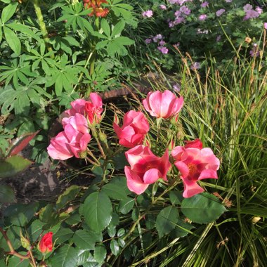 Rosa 'Cheweyesup' syn. Rosa 'For Your Eyes Only'