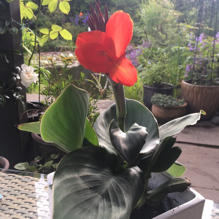plant image 1601647