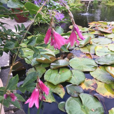 Dierama pulcherrimum