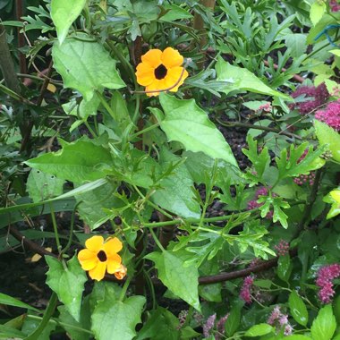 Thunbergia alata