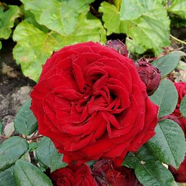 Rosa 'Spekboaz' syn. Rosa 'Red Romanza'