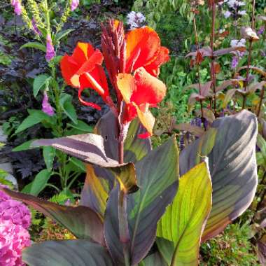 Canna 'Cannova Bronze Scarlet' (Cannova Series)