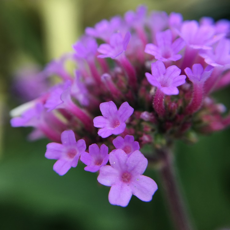 plant image 1614645
