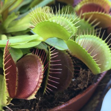Dionaea muscipula