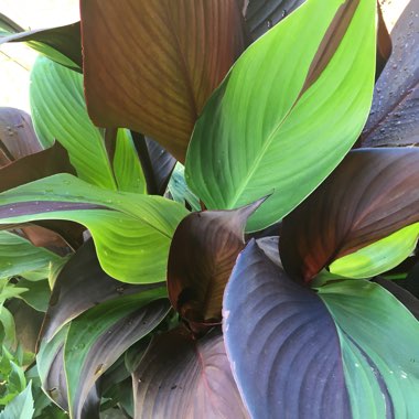 Canna 'Cleopatra' syn. Canna 'Yellow King Humbert', Canna 'Harlequin'