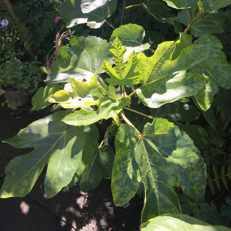 plant image 1616232