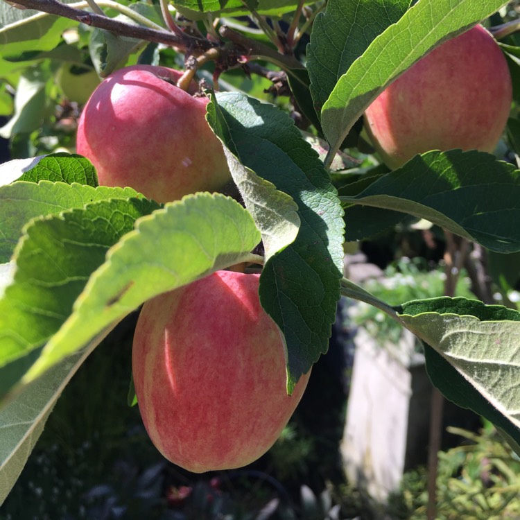 plant image 1616968