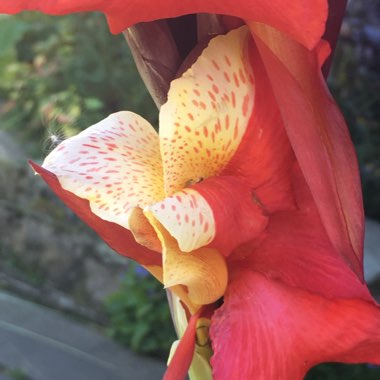 Canna 'Cleopatra' syn. Canna 'Yellow King Humbert', Canna 'Harlequin'