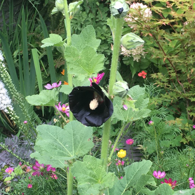 plant image 1622927