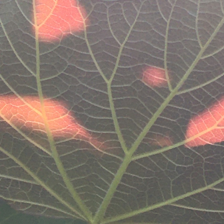 Plant image Catalpa x erubescens 'Purpurea'