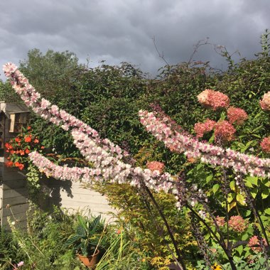 Actaea simplex 'Chocoholic' syn. Cimicifuga 'Chocoholic'