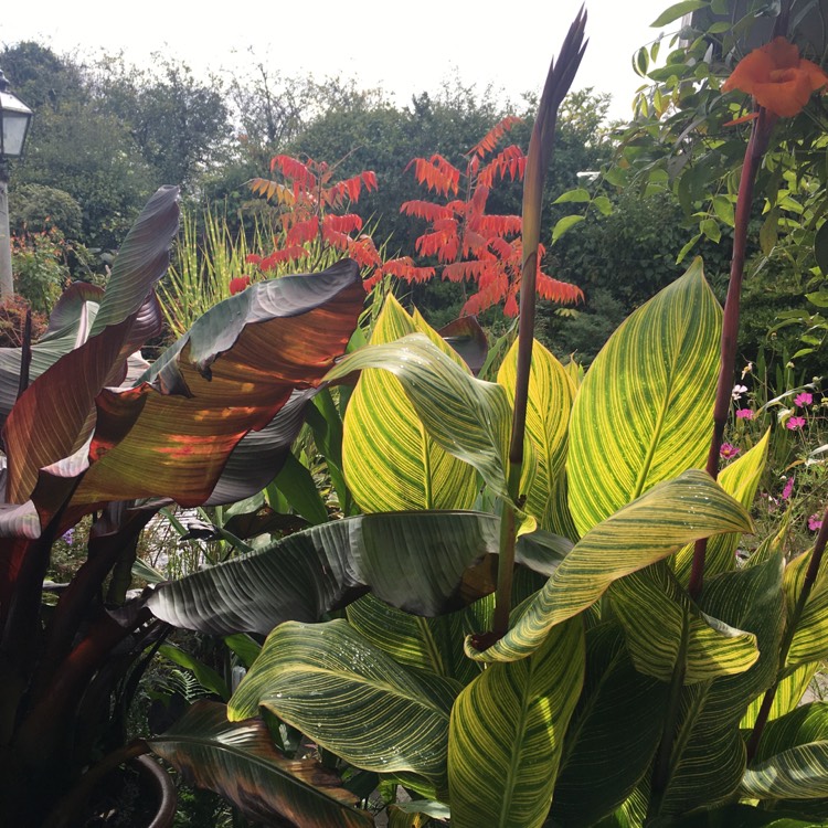 Plant image Canna 'Cannova Bronze Scarlet' (Cannova Series)