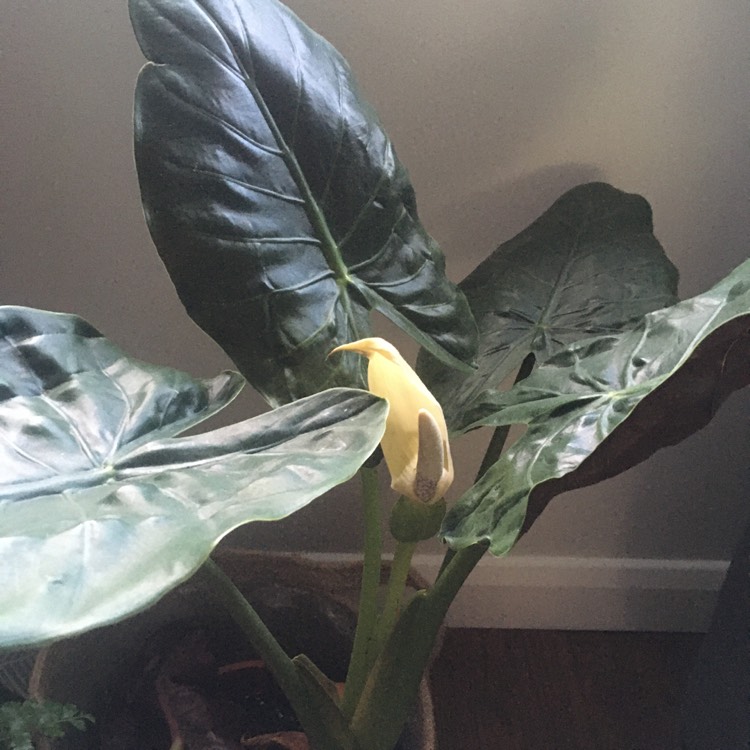 Plant image Alocasia Wentii