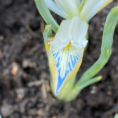 Iris 'Frozen Planet' syn. Iris reticulata 'Frozen Planet'